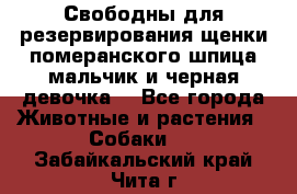 Свободны для резервирования щенки померанского шпица мальчик и черная девочка  - Все города Животные и растения » Собаки   . Забайкальский край,Чита г.